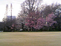 Sakuragyoen