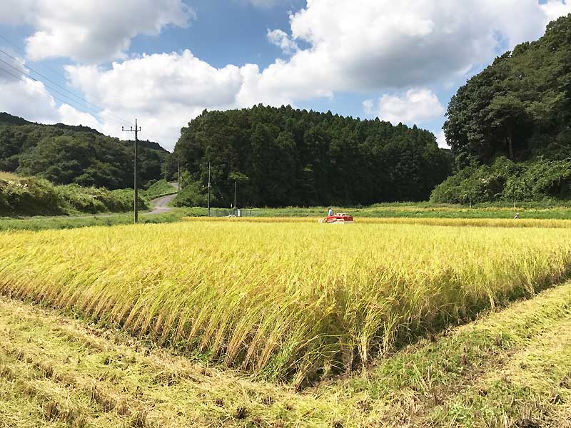 稲刈り体験 農業ファッションはじめました